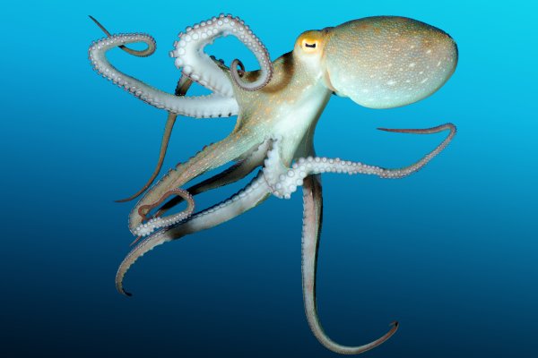 Кракен официальная ссылка kraken torion