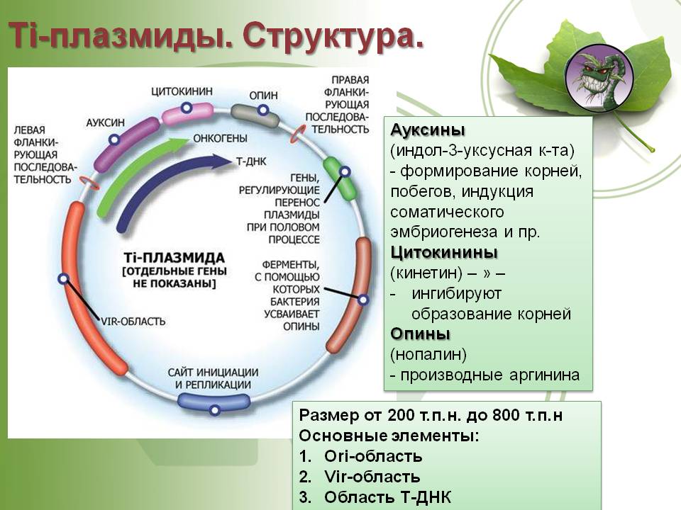 Кракен маркет дарнет только через тор