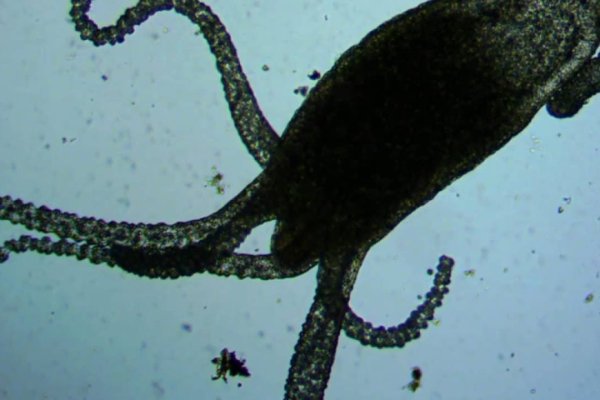 Kraken cc