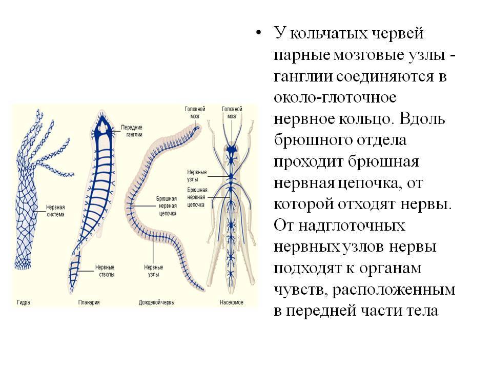 Ссылка на кракен в браузере