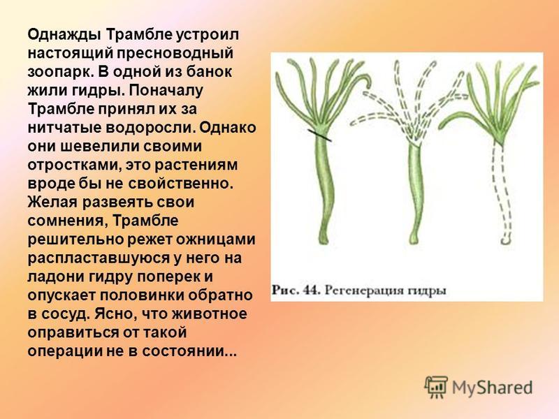 Kraken darknet ссылка тор